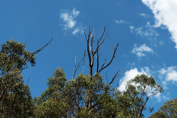 Look up above view of big tree or stick against blue sky with cloudy in Australia Melbourne