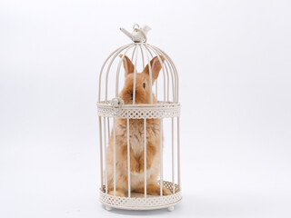 symbol of the year easter bunny in a prison cage on a white background