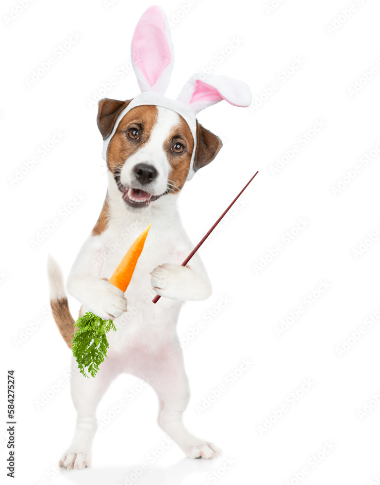 Poster jack russell terrier puppy wearing easter rabbits ears holds carrot and points away on empty space. 