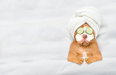 Funny Mastiff puppy with towel on his head, with cream on his face and with a pieces of cucumber on his eyes relaxing on the bed at home. Top down view. Empty space for text