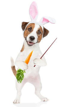 Jack russell terrier puppy wearing easter rabbits ears holds carrot and points away on empty space. Isolated on white background