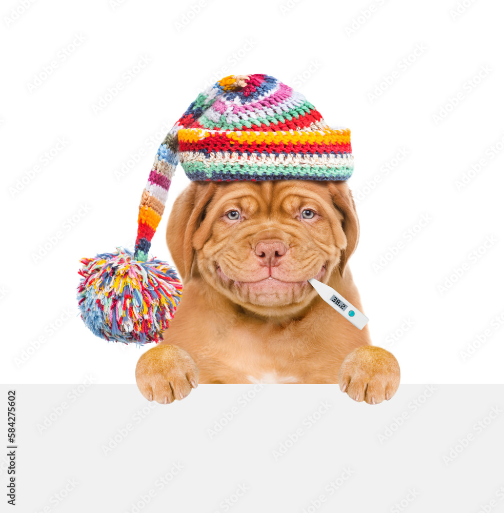 Poster smiling puppy wearing warm hat holds thermometer in it mouth and looks above empty white banner. iso