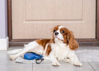 King charles spaniel dog lying with leash and waiting to go walkies near a door