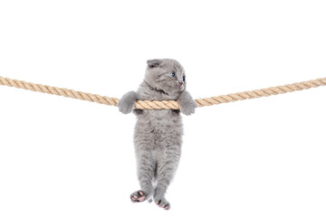 Cute kitten hanging on a rope and looks away on empty space. isolated on white background