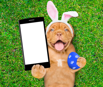 Happy mastiff puppy wearing easter rabbits ears holds painted easter egg and big smartphone with white blank screen in it paw and lies on its back on summer green grass. Top down view