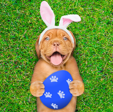 Happy Mastiff puppy wearing easter rabbits ears holds big painted Easter egg and lies on its back on summer green grass. Top down view