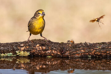 Saffron Finch ,Sicalis flaveola, La Pampa, Patagonia, Argentina.
