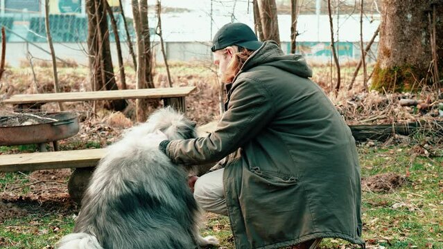 Two friends enjoying time together in a small forest. The gray fluffy wolf spitz casts a brief glance in the direction of the camera and then tilts his head in the direction of his friend