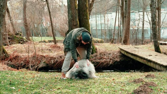 two friends are training together in a beautiful little forest. A gray wolf and a blond man are just getting to know each other a little better and are getting into the right mood for each other.