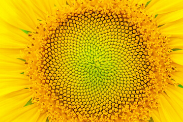 Sunflower and summer natural background. Sunflower blooming.