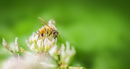 Bees collecting nectar in a white clover field