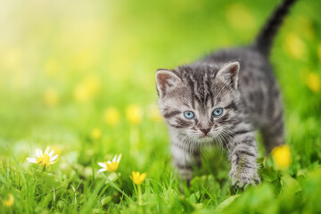 Naklejka na ściany i meble Cute tabby kitten on green grass and summer flowers background
