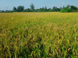 rice plants in old rice fields ready to be harvested