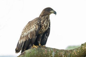 white tailed eagle from muhuri project Feni bangladesh