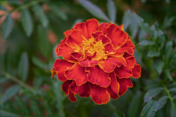 Close up of beautiful Marigold flower Tagetes erecta, Mexican, Aztec or African marigold in the garden.
