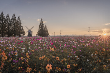 あけぼの山農業公園のコスモス畑と風車