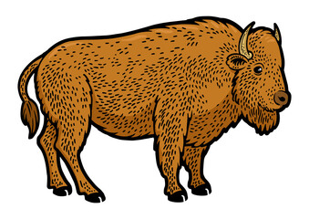 Bison buffalo animal color sketch PNG illustration with transparent background