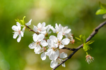 A branch of cherry blossoms with green leaves