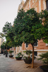Close-up view of orange tree with many fruits in the front yard of the residential multi-story building. Oranges grow on a tree branch. Valencia, Spain. 