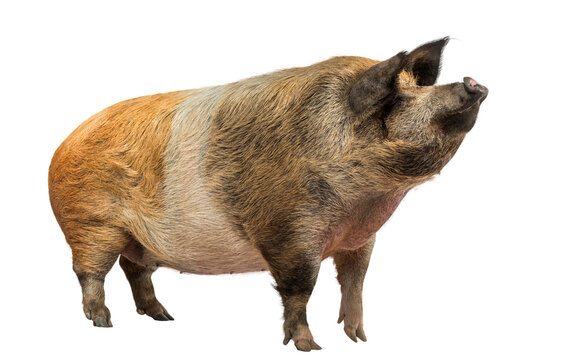 Transparent Pig Png images