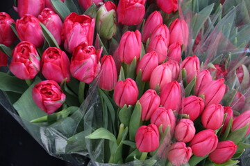Obraz premium Tulipanes 
