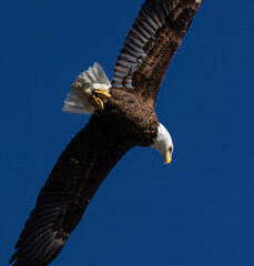 Bald Eagle Freedom