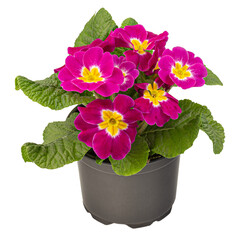 Beautiful pink colors primrose