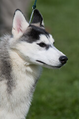 Close-up portrait headshot of a Siberian Husky