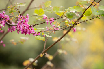 Flowering branches, blooming plants in spring. Beautiful blurred forest on the background. Concept of nature awakening, life, ecology, growth, spring postcard, gentle colors. Nobody. Mock up.