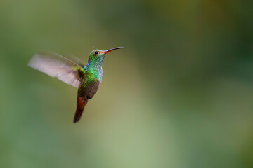 Fototapeta na wymiar Rufous-tailed Hummingbird (Amazilia tzacatl) flying in the rainforest with a green background near Sarapiqui in Costa Rica with copy space