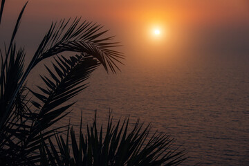 Fototapeta na wymiar Silhouettes of curved palm leaves against the background of a mysterious misty sunset over the sea. Purple orange background on the theme of rest, travel and vacation
