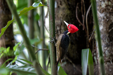 Pale-billed woodpecker (Campephilus guatemalensis)  sitting on a tree in the forest of Costa Rica