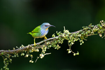 Shining Honeycreeper (Cyanerpus lucidus) female sitting on a branch in the rainforest mear Boca Tapada in Costa Rica