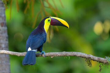 Chestnut-mandibled toucan or Swainson’s toucan, Ramphastos ambiguus swainsonii. Yellow-throated toucan sitting on a branch in the rainforest around  BocaTapada in Costa Rica , Сentral America
