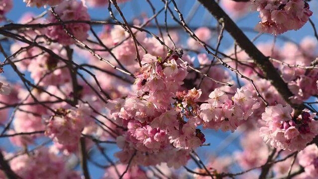 Bee on flower. European honey bee pollening on pink fowers. One busy Apis mellifera on cherry blossoms in spring. Real time. 4K.