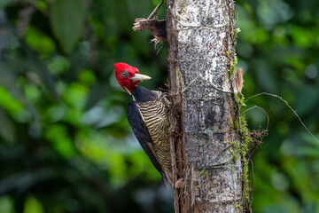Pale-billed woodpecker (Campephilus guatemalensis)  sitting on a tree in the forest of Costa Rica