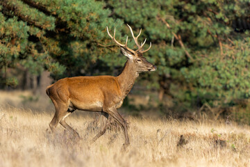 Naklejka na ściany i meble Young Red Deer male in rutting season in National park Hoge Veluwe - The Netherlands