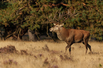 Red Deer stag showing dominant behaviour in the rutting season in National park Hoge Veluwe - The Netherlands
