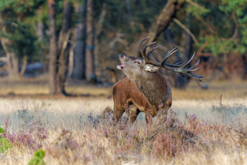 Red Deer stag showing dominant behaviour in the rutting season in National park Hoge Veluwe - The Netherlands