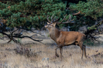 Naklejka na ściany i meble Red Deer stag showing dominant behaviour in the rutting season in National park Hoge Veluwe - The Netherlands