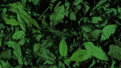 Fallen green leaves with veins on a black background. Art herbal illustration