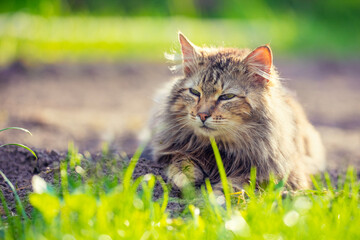 Naklejka na ściany i meble Siberian cat sitting in the garden on the grass on a sunny day
