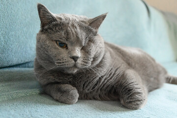 One eyed disabled British cat and rest on sofa. Handicapped pets with disabilities concept. Close...