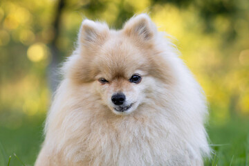 ginger red pomeranian spitz sit in grass, winks with one eye. portrait pet in summer park. dog...
