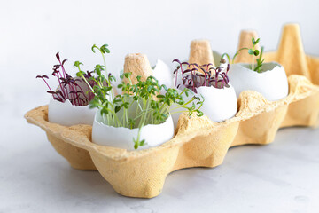 Growing microgreen in eggshell on windowsill. Fresh micro greens, seedlings in egg tray. zero waste, recycling, eco green home. healthy food, vegetarianism. concept of spring, happy easter. soft focus