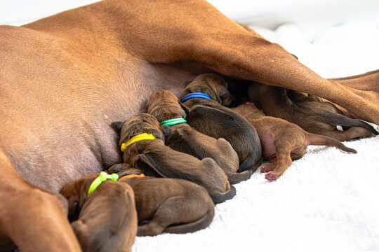 Rhodesian Ridgeback mother with newborn Rhodesian Ridgeback puppies, breastfeeding, newborn puppies