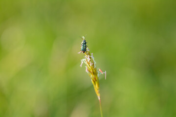 Green  beetle on a plant in green nature