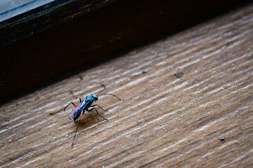 fly on wood