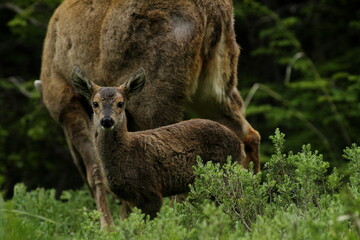 Jeune faon de huemul (cerf de Patagonie en voie de disparition) avec sa mère dans une forêt du sud du Chili