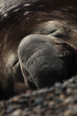 Obraz premium Eléphant de mer mâle se reposant sur une plage de la côte patagonienne argentine